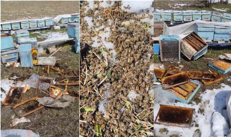 75 yaşındaki arıcıya büyük şok: Gözlerine inanamadı