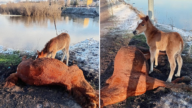 Ardahan’da yürek yakan görüntü! Tay, ölen annesinin başından ayrılmadı