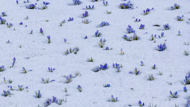 Baharın müjdecisi! Kars’ta açmaya başladı