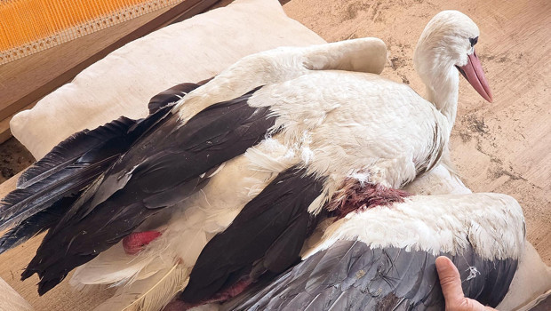 Bu ne vicdansızlık… 2 ayda 53 leylek vuruldu