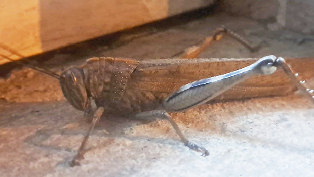 Diyarbakır’da ortaya çıktı! Görüp de ürkmemek mümkün değil: Devasa boyutta ve etçil bir tür