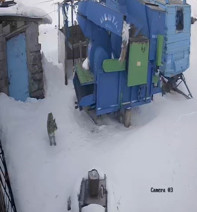 Doğanın gizemlisi köye indi: Bölgede nadiren görülüyordu