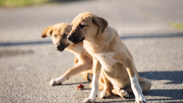 İçişleri’nden sokak hayvanı açıklaması… Yüzde 78’i toplandı
