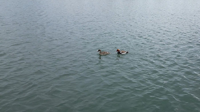 İlçeye ilk kez geldiler: Halk tarafından sevinçle karşılandı Burada kalmaları için elimizden geleni yapacağız
