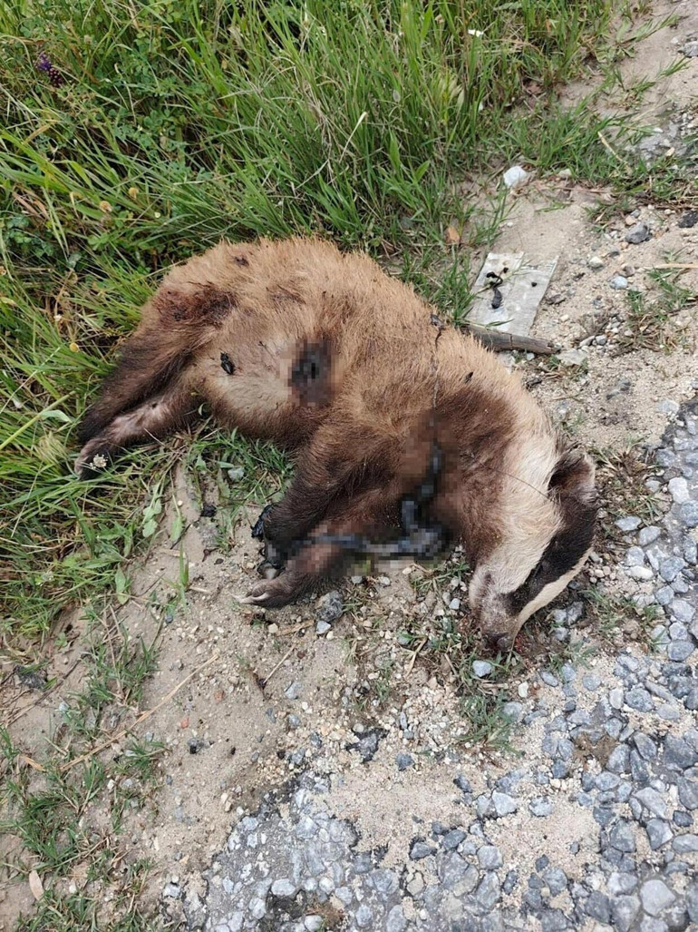 Nesli tehlike altındaydı... Aydında vurularak öldürüldü