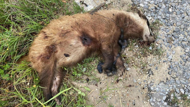 Nesli tehlike altındaydı… Aydın’da vurularak öldürüldü