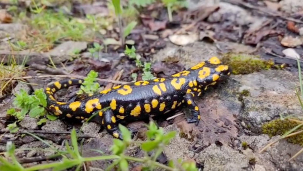 Nesli tükenme tehlikesinde! Erzincan’da görüntülendi