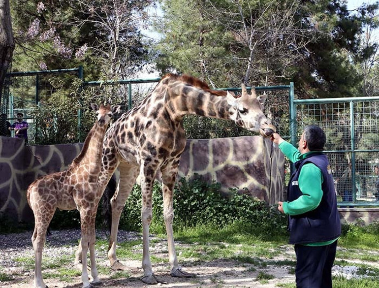 Türkiye’de doğan ilk zürafa oldu: İsmi anketle belli olacak Görmek için buraya gelin