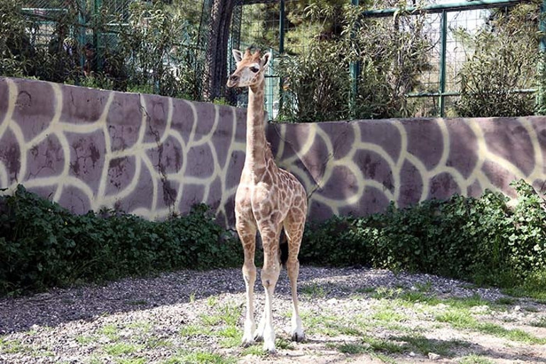 Türkiye’de doğan ilk zürafa oldu: İsmi anketle belli olacak Görmek için buraya gelin