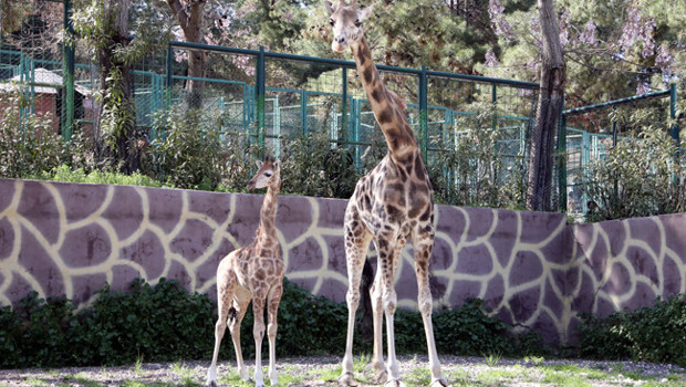 Türkiye’de doğan ilk zürafa oldu: İsmi anketle belli olacak! ‘Görmek için buraya gelin’