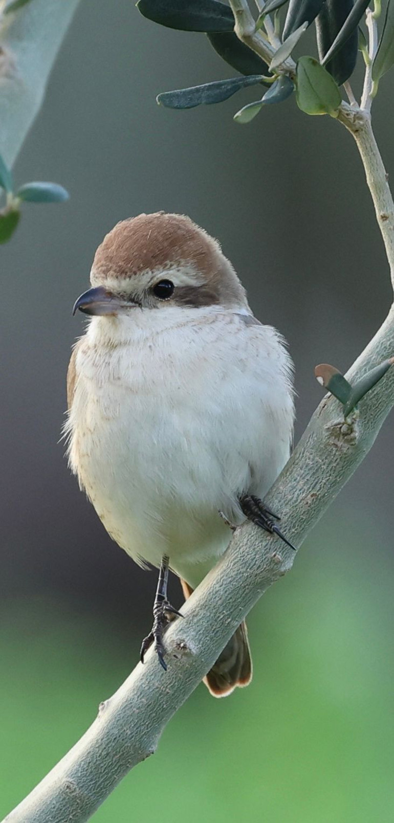 Türkiyede nadir görülüyor: 8. kez kayıt altına alındı