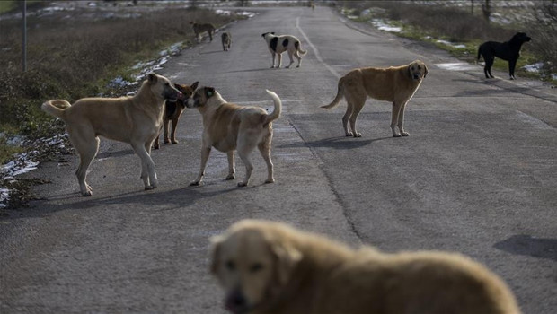 Ülke genelindeki sahipsiz sokak hayvanlarının yüzde 78’i toplandı