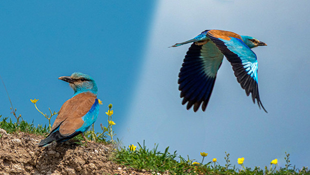 Yaz aylarında Türkiye’de görülüyor: Büyüleyici rengiyle Adıyaman’da ortaya çıktı