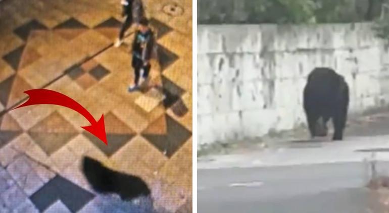94 okulda eğitime ara verilmişti! 4 gündür sokaklarda dolaşan ayı yakalandı 3 94 okulda eğitime ara verilmişti! 4 gündür sokaklarda dolaşan ayı yakalandı