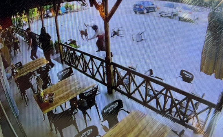Afyonkarahisarda köpek saldırısında kadının kolu yaralandı