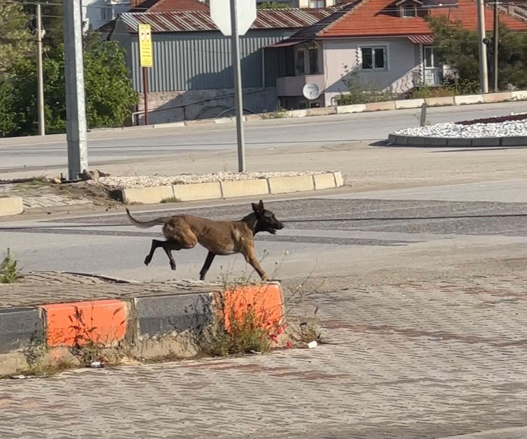 Afyonkarahisarda köpek saldırısında kadının kolu yaralandı