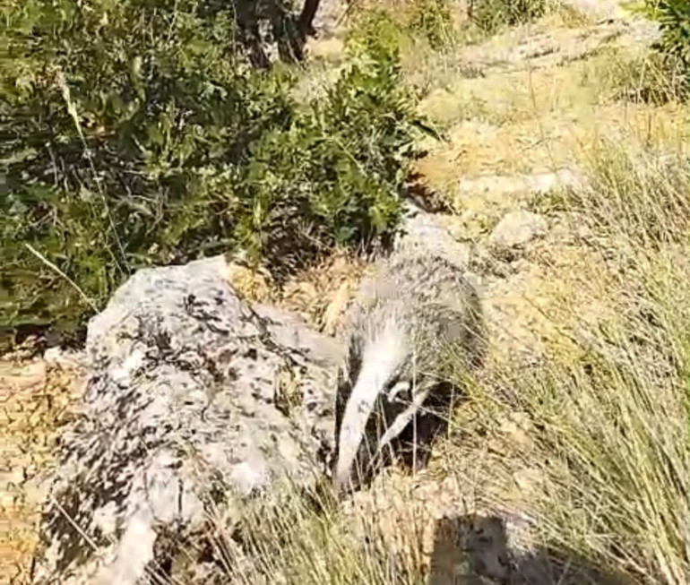 Dünyanın en korkusuz hayvanı Malatyalıya denk geldi: Saldırısına uğrayınca bayılttı