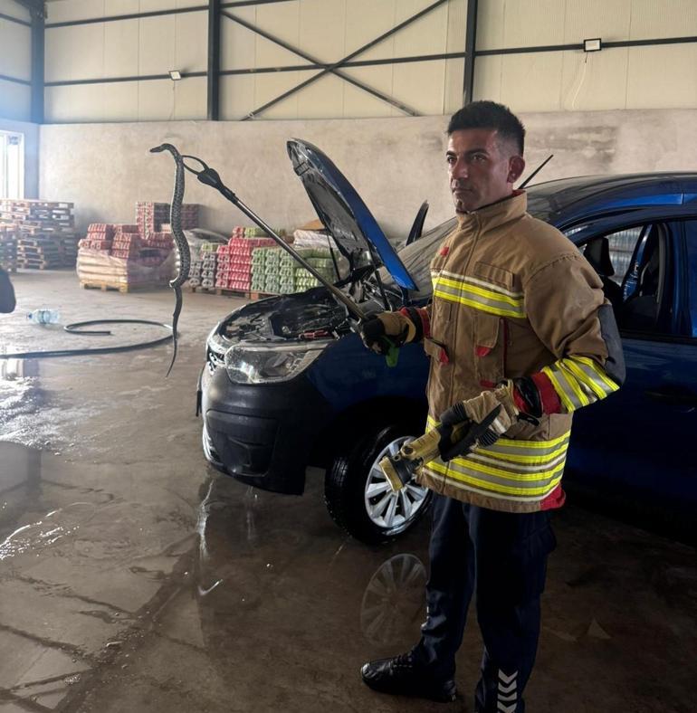 'En ölümcülü' doğada ortaya çıktı, bir diğeri şehirde kabus yaşattı: Dev yılanlar kamerada! 4 'En ölümcülü' doğada ortaya çıktı, bir diğeri şehirde kabus yaşattı: Dev yılanlar kamerada!