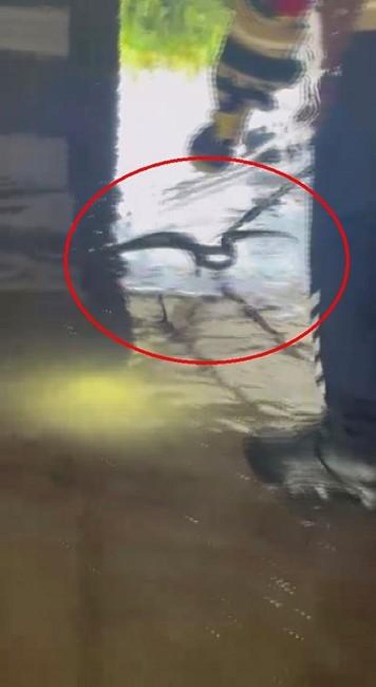 'En ölümcülü' doğada ortaya çıktı, bir diğeri şehirde kabus yaşattı: Dev yılanlar kamerada! 6 'En ölümcülü' doğada ortaya çıktı, bir diğeri şehirde kabus yaşattı: Dev yılanlar kamerada!