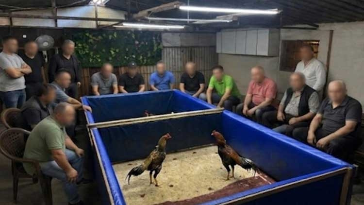 Horoz dövüşü operasyonu: 130 bin lira ceza kesildi