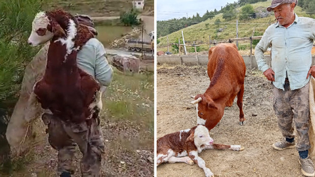 Kayıp ineği bulduğunda muhteşem manzara ile karşılaştı; buzağıyı sırtında taşıdı