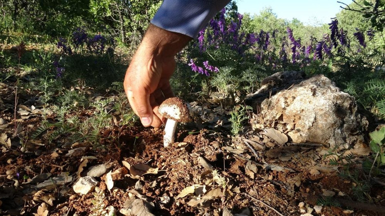 Meşe ormanlarında saatlerce arayıp poşet poşet topluyorlar: 500 liradan satılıyor Yağışların etkisiyle bu yıl bol oldu