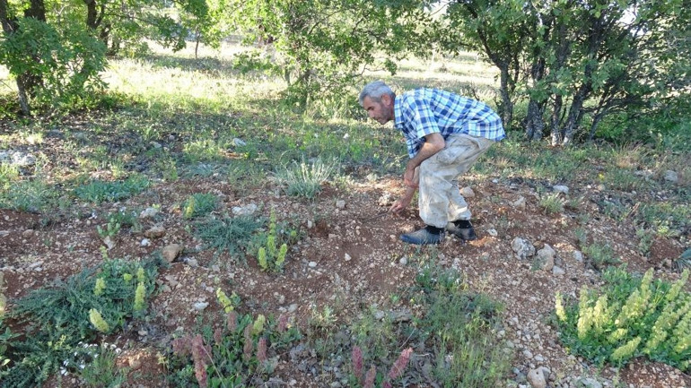Meşe ormanlarında saatlerce arayıp poşet poşet topluyorlar: 500 liradan satılıyor Yağışların etkisiyle bu yıl bol oldu