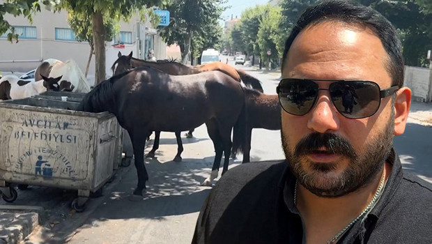 İstanbul’un bir ilçesinde alarm: Mahalleli endişeli! ‘Yolda birden önümüze fırladılar’