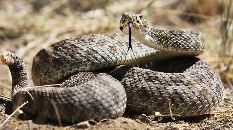 Kargo paketinin altından yılan çıktı! 3 yaşındaki çocuk ölümle burun buruna geldi 3 Kargo paketinin altından yılan çıktı! 3 yaşındaki çocuk ölümle burun buruna geldi