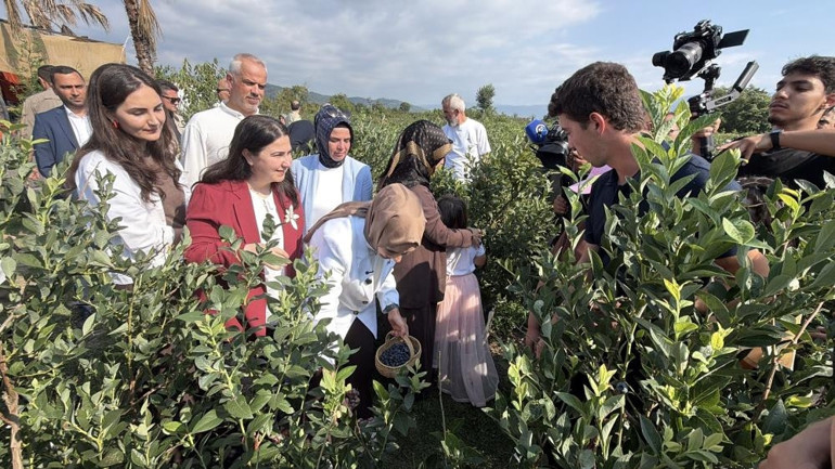Bakan Göktaş, Düzce’de yaban mersini topladı