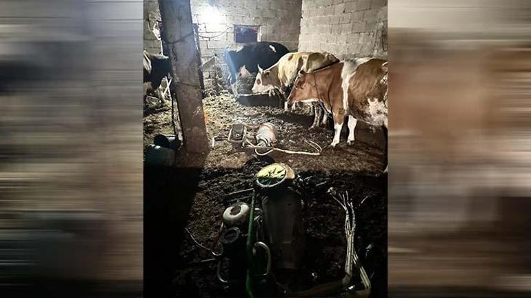 Ahırda feci ölüm! Süt sağmak için gitti… 3 Ahırda feci ölüm! Süt sağmak için gitti…