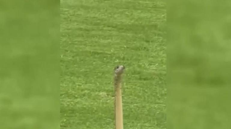 Golf deliğinden çıkan hayrete düşürdü! Gördüğüne inanamadı