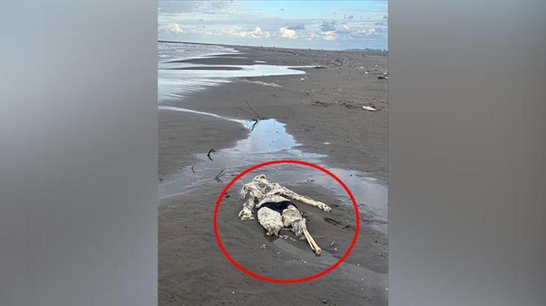 Sahilde 112'yi aratan korkunç manzara! Dikkat çeken mayo detayı