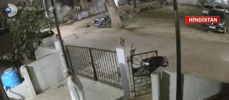 Saldırgan maymun kadını böyle öldürdü