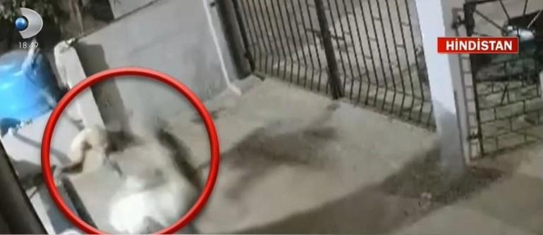 Saldırgan maymun kadını böyle öldürdü