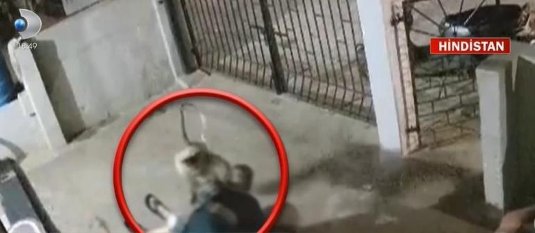 Saldırgan maymun kadını böyle öldürdü 6 Saldırgan maymun kadını böyle öldürdü