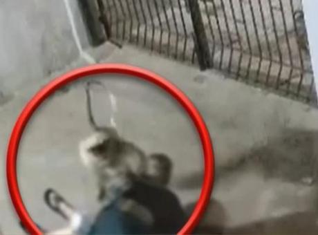 Saldırgan maymun kadını böyle öldürdü