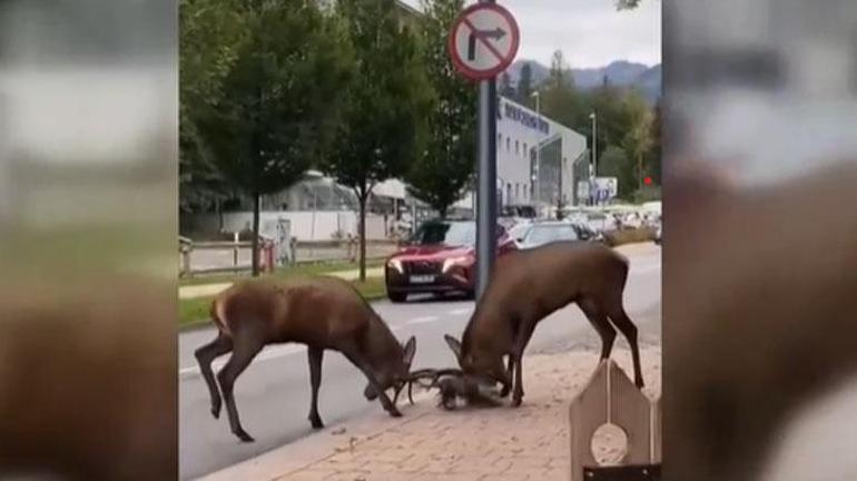 Trafik kilitlendi… Sürücüler gözlerine inanamadı! Kentin göbeğinde dev kapışma