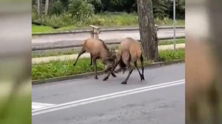 Trafik kilitlendi… Sürücüler gözlerine inanamadı! Kentin göbeğinde dev kapışma