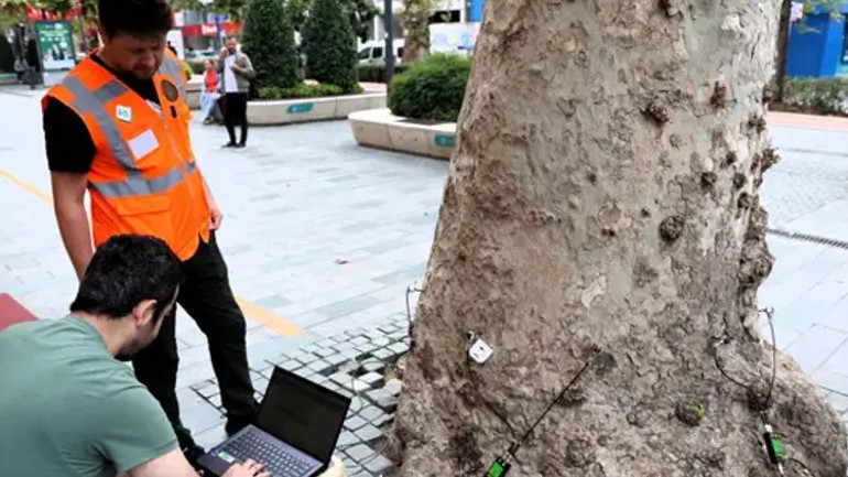 Yüzyıllık anıt ağaçlara akustik tomografi ayarı: Çürümeler tek tek tespit edilecek