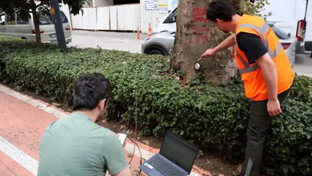 Yüzyıllık anıt ağaçlara “akustik tomografi” ayarı: Çürümeler tek tek tespit edilecek